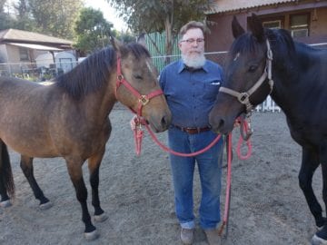 equine therapy