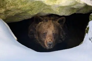 What is Cave Syndrome