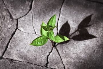 plant grown on the rock