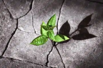 plant grown on the rock